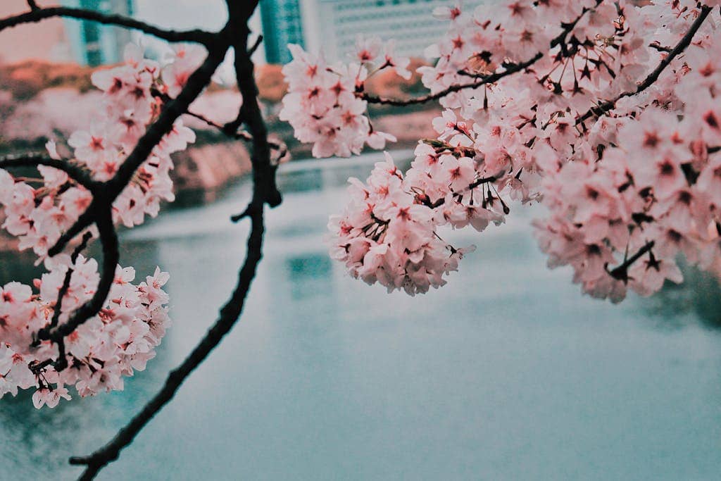 High Park Cherry Blossom s