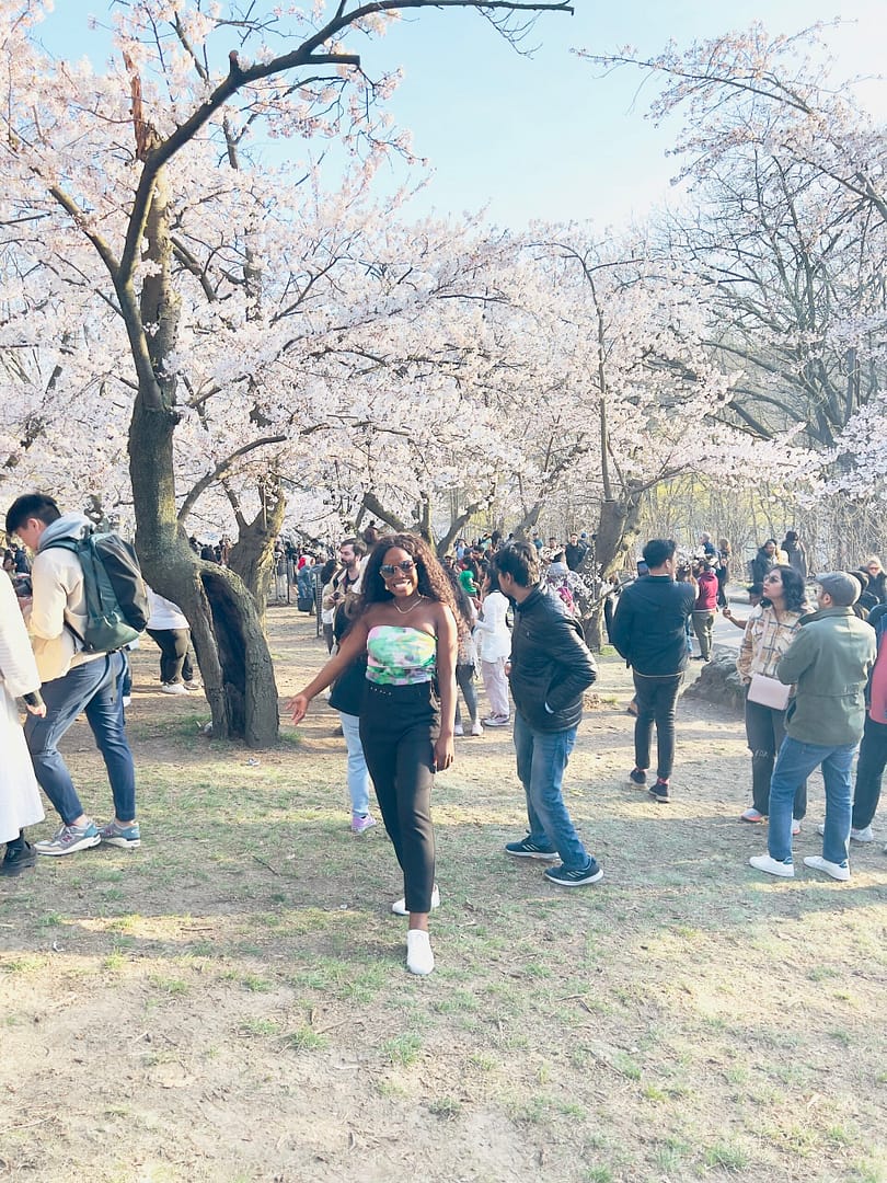 high park cherry blossoms 2024